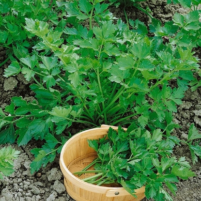 Picture of Celery Leaf